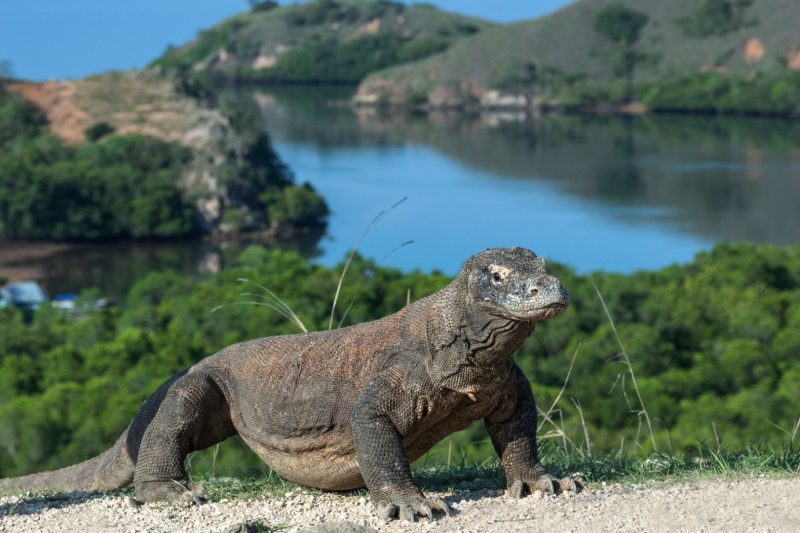 Little explorers in Indonezia: Calatorie activa premium pentru familii cu copii in Bali si Komodo