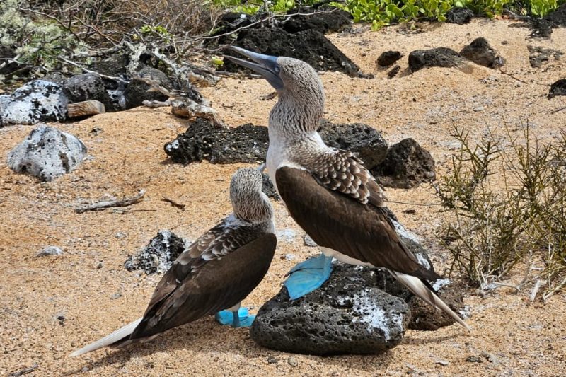Aventura in familie in Peru, Ecuador si Galapagos – Family Explorers
