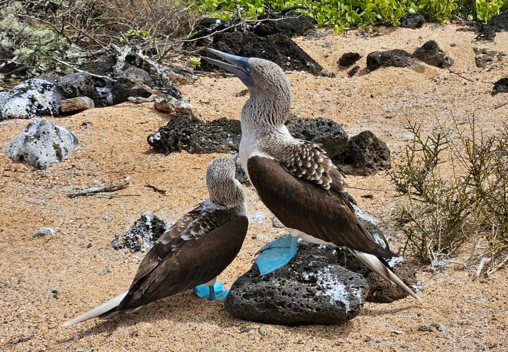 Aventura in familie in Peru, Ecuador si Galapagos – Family Explorers